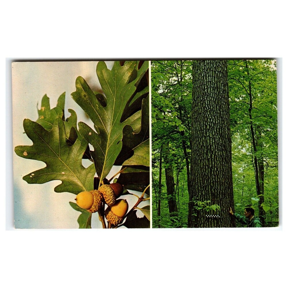 1968 White Oak Quercus Alba Tree & Acorns Nature Press Postcard
